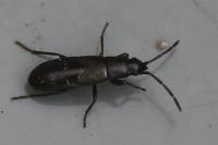 Pterotmetus staphyliniformis