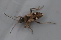 Beosus maritimus