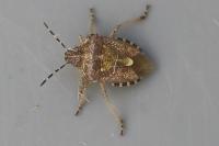 Dolycoris baccarum