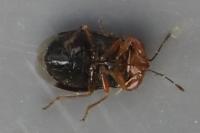Geocoris erythrocephalus