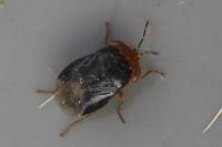 Geocoris erythrocephalus