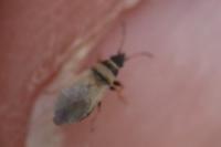 Oxycarenus pallens