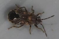 Lygaeosoma sardeum