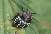 Nezara viridula