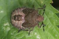 Dolycoris baccarum