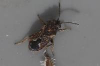 Lygaeosoma sardeum