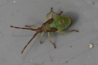 Gonocerus acuteangulatus