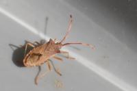 Gonocerus acuteangulatus
