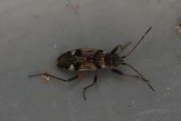 Beosus maritimus