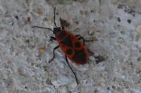 Pyrrhocoris apterus