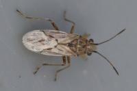 Nysius