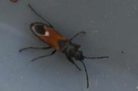 Pterotmetus staphyliniformis