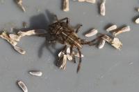 Stictopleurus