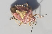 Dolycoris baccarum