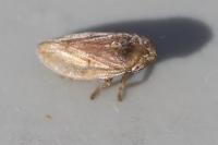 Philaenus spumarius