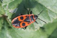 Pyrrhocoris apterus