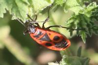 Pyrrhocoris apterus