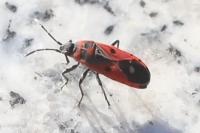 Melanocoryphus albomaculatus