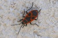 Pyrrhocoris apterus