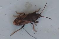 Megalonotus emarginatus