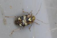 Liocoris tripustulatus