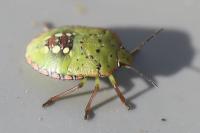 Nezara viridula