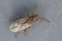 Nysius