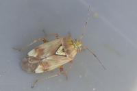 Lygus pratensis