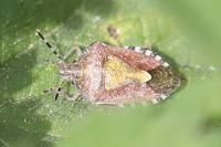 Dolycoris baccarum