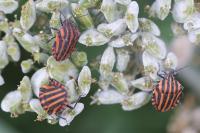 Graphosoma italicum