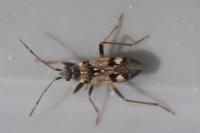 Beosus maritimus