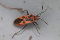 Corizus hyoscyami