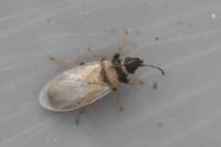 Oxycarenus pallens