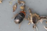 Geocoris erythrocephalus
