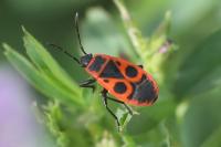 Pyrrhocoris apterus