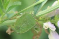 Nezara viridula