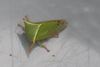 Stictocephala alta