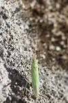 Trigonotylus