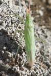Trigonotylus