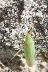 Trigonotylus