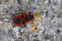 Pyrrhocoris apterus
