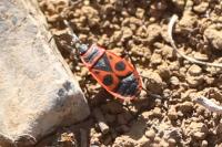 Pyrrhocoris apterus