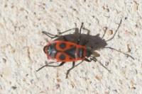 Pyrrhocoris apterus