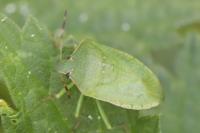 Nezara viridula
