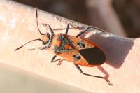 Corizus hyoscyami