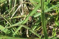 Graphosoma italicum