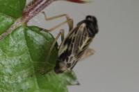 Evacanthus acuminatus