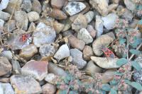 Pyrrhocoris apterus