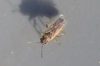 Nysius cymoides