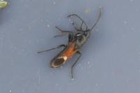 Pterotmetus staphyliniformis